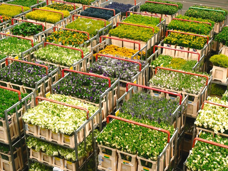 Blumenversteigerungshalle in Aalsmeer NBTC