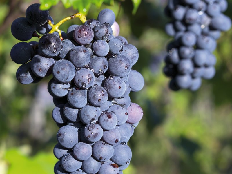 Barbera Traube ueuaphoto-fotolia.com