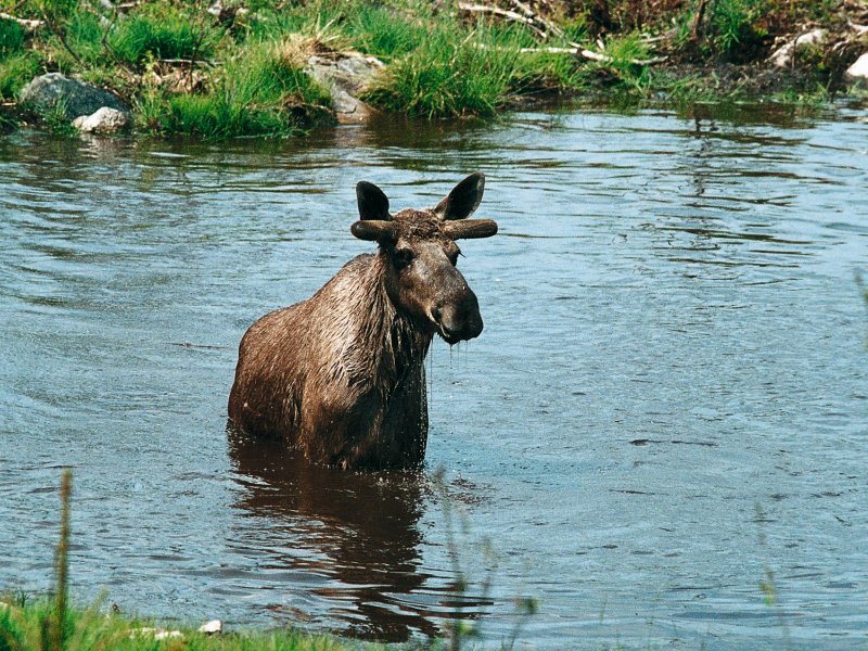 Elch, Schweden S-O. Svensson