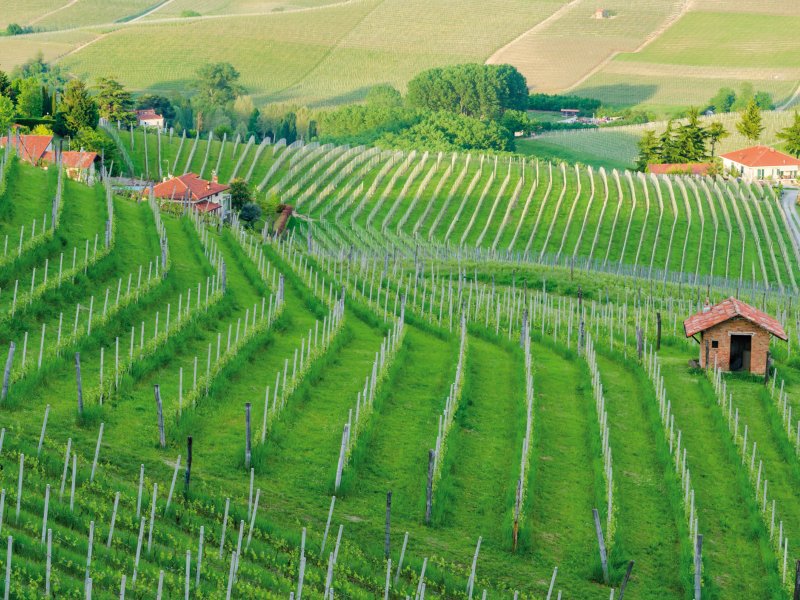 Weinberge im Piemont marcos81 - fotolia.com