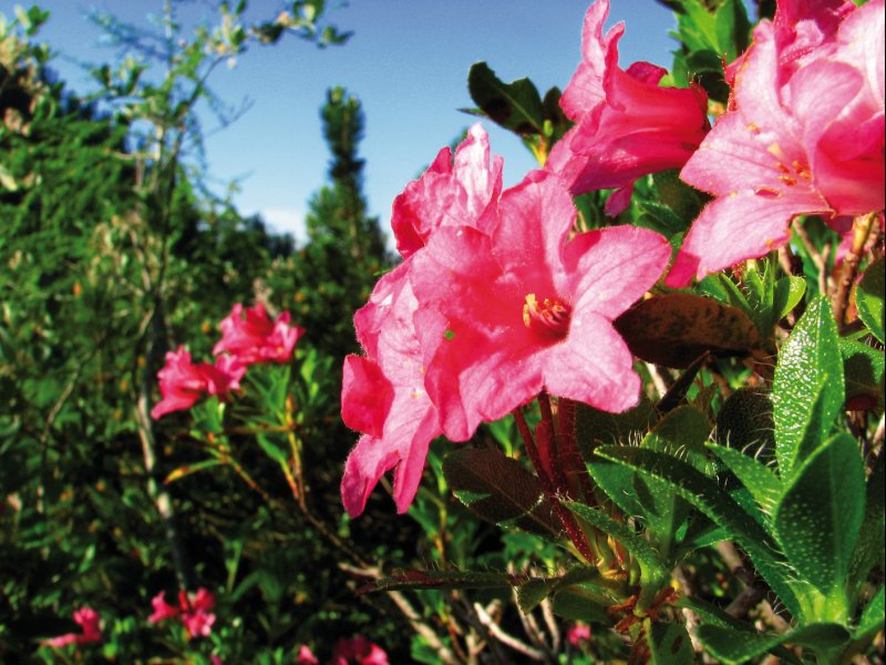 Almrosenblüte Katrin Seilbahn AG/www.badischl.at