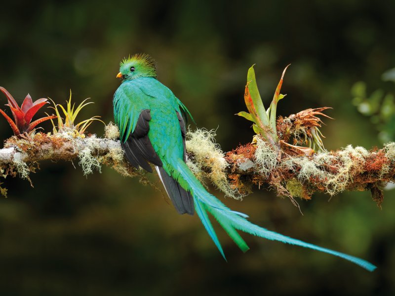 Göttervogel Quetzal ondrejprosicky - fotolia.com