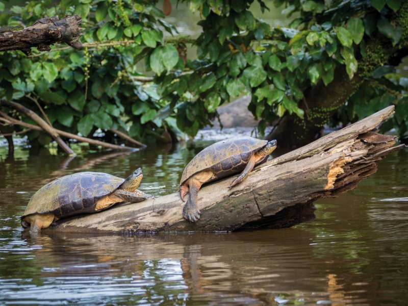 Schildkröten im Tortuguero Nationalpark ronnybas - fotolia.com