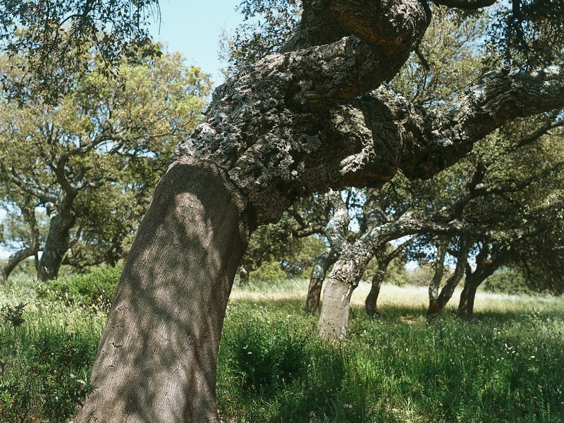 Korkeichen in der Gallura Kessler Medien