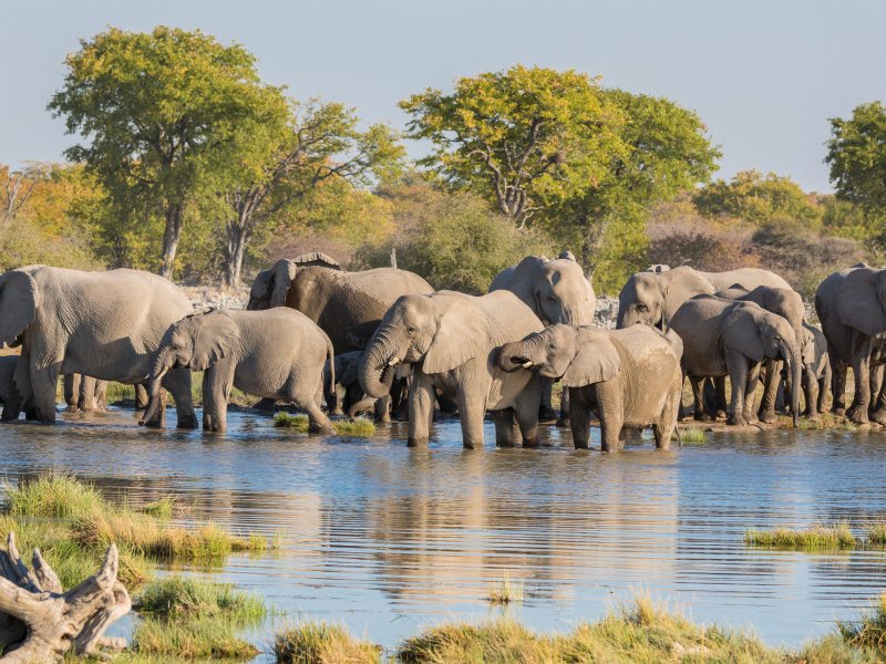 Elefantenherde am Wasserloch F.C.G. - stock.adobe.com