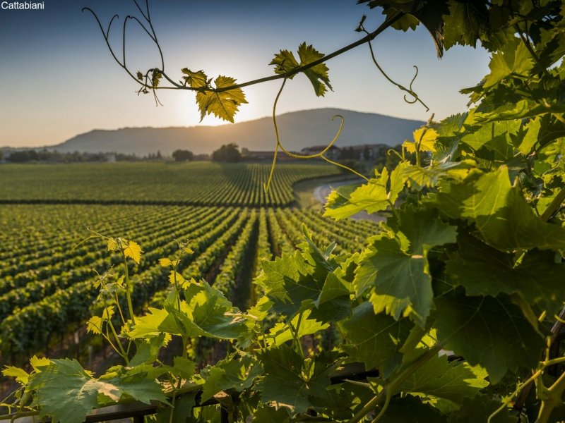 Franciacorta Weinberg Fabio Cattabiani