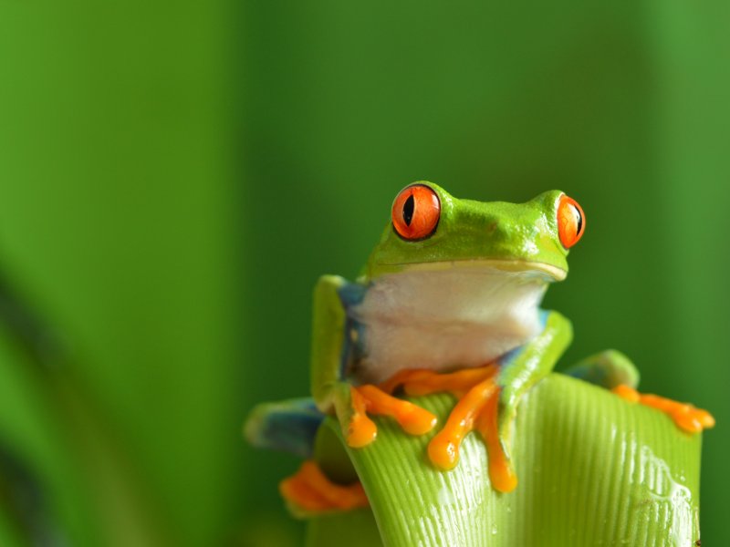 Red eyed tree frog Natallia Vintsik - stock-adobe.com