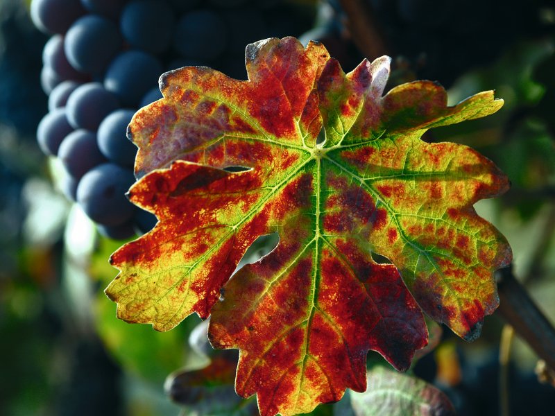 Weinreben im Piemont TU Langhe Roero